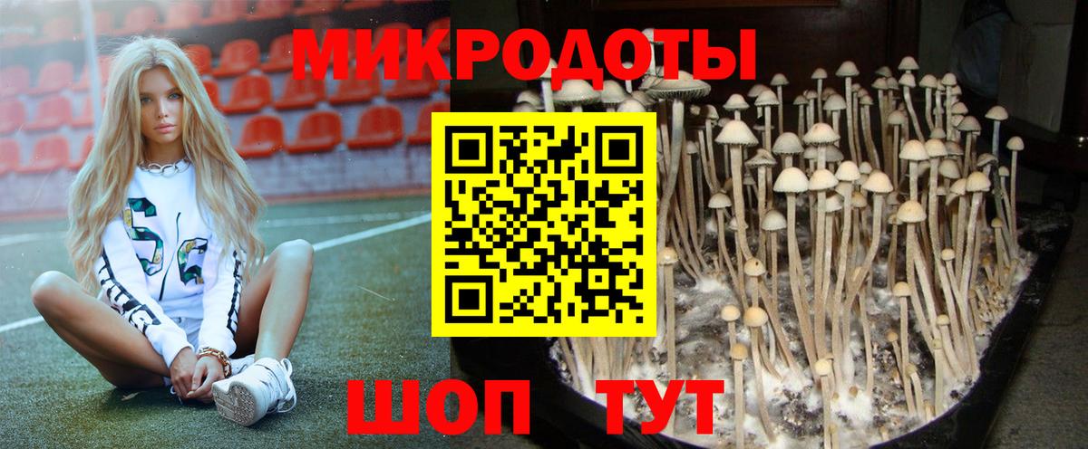 Урус-Мартан  Псилоцибиновые грибы Psilocybe  Вход с VPN 
